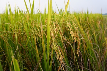 Fototapeta premium Close Up of Mature Rice Plants with Golden Grains