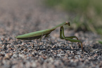 Gottesanbeterin (Mantis religiosa)