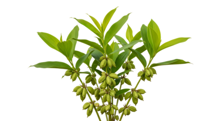 Green plant, with clusters of small oval green seed pods and pointed leaves, cutout, PNG isolated on white or transparent background