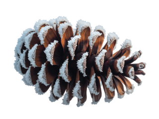 Close up detailed view of a pine cone with intricate scales and fluffy white tips isolated on transparent background