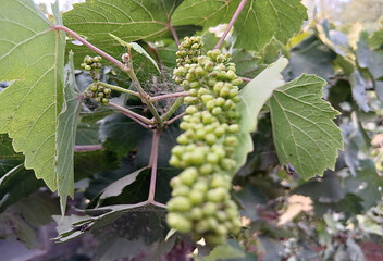 Early grapevine stock photo. Unripe green grapes. Restorative boosts the immune system and may lower heart disease risk.