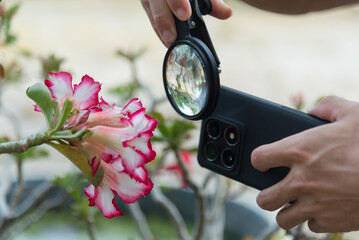 Use Closeup filter holder with smartphone to take the photo at flower