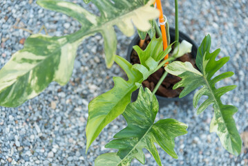Closeup to Fresh leaf of philodendron florida beauty x mayoi  
