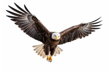 Obraz premium Majestic bald eagle in flight