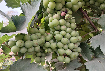 Early grapevine stock photo. Unripe green grapes. Restorative boosts the immune system and may lower heart disease risk.