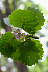 Alnus incana subsp. hirsuta, a deciduous broadleaf tree species of the Betulaceae family, known for its serrated oval leaves, rough bark, and resilience in cold climates. Photographed in Korea.