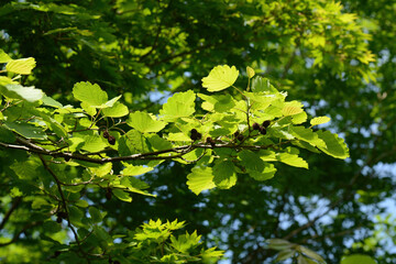 Alnus incana subsp. hirsuta, a deciduous broadleaf tree species of the Betulaceae family, known for its serrated oval leaves, rough bark, and resilience in cold climates. Photographed in Korea.