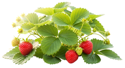 Ripe red strawberries and green leaves, on a plant with yellow flowers, cutout, PNG isolated on white or transparent background