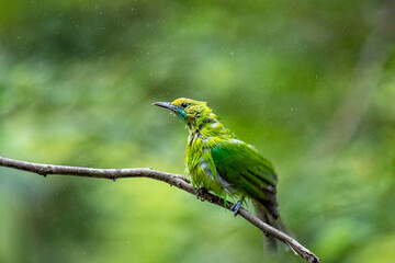 A small, bright green bird with ruffled feathers sits perched on a thin brown branch against a blurred forest background.