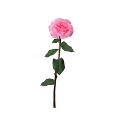 Obraz premium Beautiful pink rose flower with stem and green leaves, single, close-up, isolated on white background
