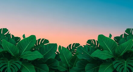 Tropical monstera leaves against a vibrant sunset sky creating a lush backdrop