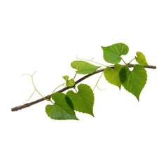 Linden branch with verdant leaves displayed on an isolated transparent setting