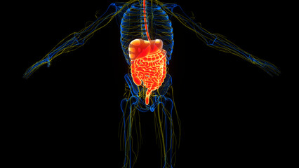 Human Digestive System Anatomy