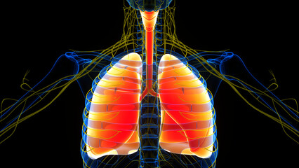 Human Respiratory System Lungs Anatomy