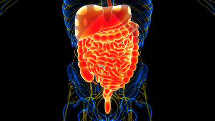 Human Digestive System Anatomy