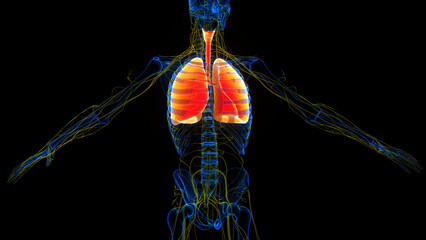 Human Respiratory System Lungs Anatomy