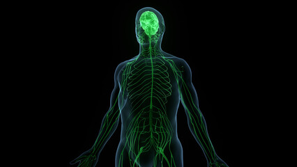 Central Organ of Human Nervous System Brain Anatomy