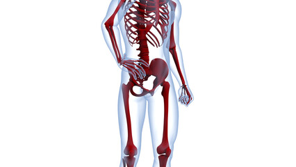 Human Skeleton System Bone Joints Anatomy