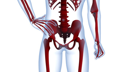 Human Skeleton System Bone Joints Anatomy