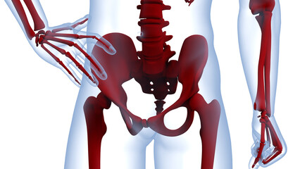 Human Skeleton System Bone Joints Anatomy