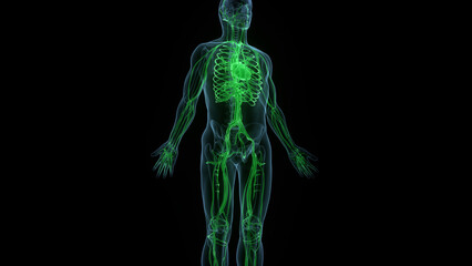 Human Circulatory System Heart Anatomy