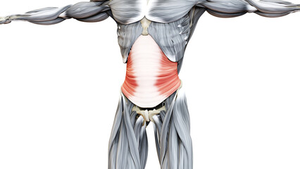 Human Muscular System Torso Muscles Transversus Abdominis Muscle Anatomy