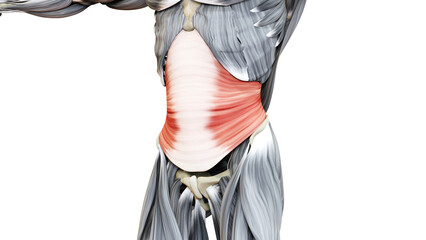 Human Muscular System Torso Muscles Transversus Abdominis Muscle Anatomy