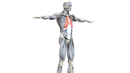 Human Muscular System Torso Muscles Intercostal Small Muscle Anatomy