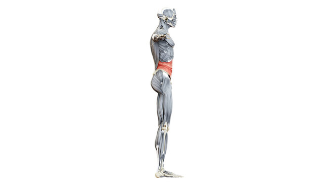 Human Muscular System Torso Muscles Transversus Abdominis Muscle Anatomy