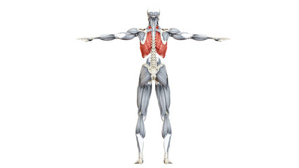Human Muscular System Torso Muscles Intercostal Large Muscle Anatomy