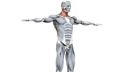 Human Muscular System Head Muscles Platysma Muscle Anatomy