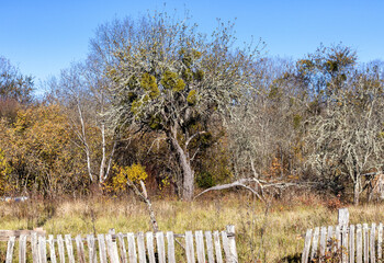 Autumn in the countryside, the morning sun warming the ground that had cooled during the night
