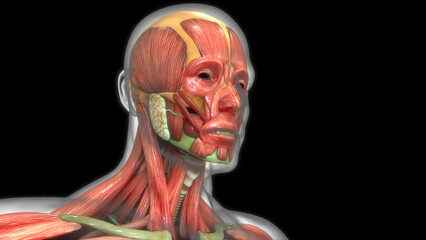 Human Body Muscular System Muscles Anatomy