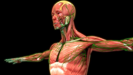 Human Body Muscular System Muscles Anatomy