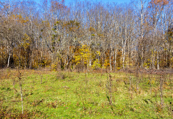 Autumn in the countryside, the morning sun warming the ground that had cooled during the night