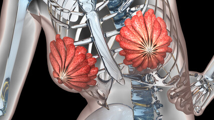 Female Internal Organs Mammary Glands Anatomy