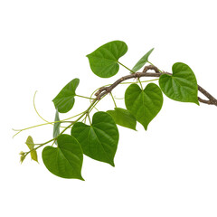 Fototapeta premium Botanical elegance leafy vine delicate tendrils gracefully cascading against transparent space