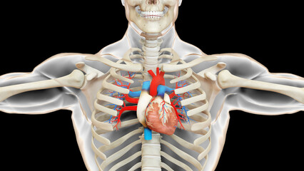 Human Circulatory System Heart Anatomy