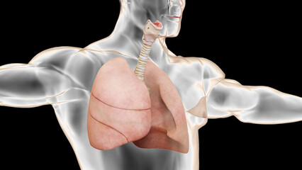 Human Respiratory System Lungs Anatomy