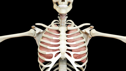 Human Respiratory System Lungs Anatomy