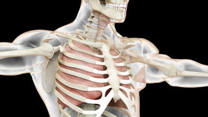Human Respiratory System Lungs Anatomy