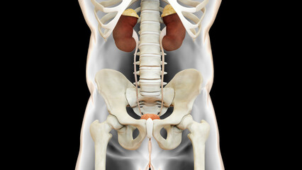 Human Urinary System Kidneys with Bladder Anatomy