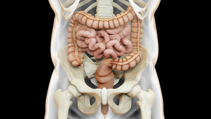 Human Digestive System Anatomy