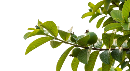 Green guava fruits and leaves, on a branch with water droplets, cutout, PNG isolated on white or transparent background