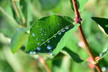 a close up of Water Droplets on a Vibrant Green Leaf