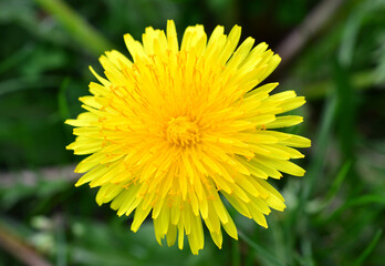 a macrophotography of Yellow Dandelion Bloom in Green Field