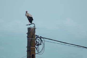 Adult white stork ciconia ciconia flying on summer sky