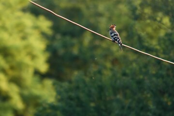 Eurasian hoopoe Upupa epops on cable looking for some kind of prey