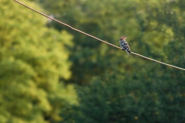 Eurasian hoopoe Upupa epops on cable looking for some kind of prey