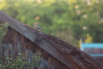 Eurasian hoopoe Upupa epops thatchet roof looking for some kind of prey